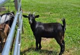 4-month-old nanny goat
