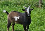 Nigerian dwarf Billy goat/ Weather