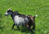Nigerian dwarf nanny goat