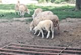 katahdin ram lambs