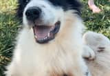 Great Pyrenees Dogs