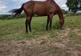 Beautiful mare with lots of potential!