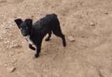 Mini Australian Shepherd Pup
