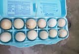 purebred araucana hatching eggs