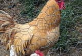 Buff Orpington Rooster
