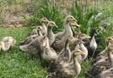 Ducklings for sale
