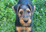 airedale terrier male