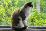 free ragdoll cat to a loving home