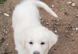 AKC Great Pyrenees puppies