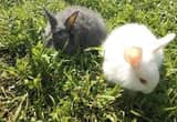 French Angora bunnies for sale