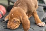 male runt bloodhound puppy