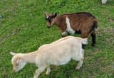 Nigerian Dwarf and Pygmy Goat Bucklings