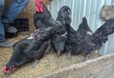 Black Jersey Giant Rooster & 4 Hens