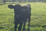 Mini Beefmaster Bull Calf!