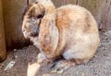 Pedigreed French Lop Rabbit