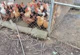 chickens for sale