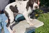 Akc German Shorthaired Pointers