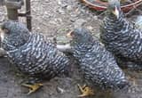 Young Plymouth Barred Rock Chickens
