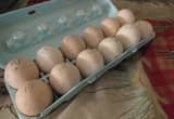 Royal Palm Turkey Eggs: and Poults