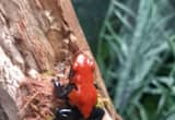 2 black and red dart frogs