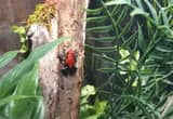 2black and red dart frogs bio set up