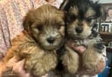 male morkie puppies
