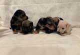PUPPIES available July 2nd