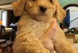 Beautiful Golden doodle Puppies for S