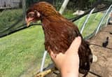 Laying Hens, Rooster, Pullets, Chicks