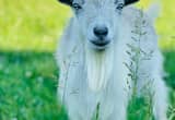 Nigeria Dwarf Goats
