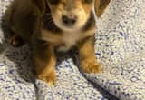 mini longhaired dachshunds