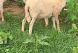 Ram Lambs