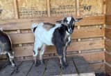 Nigerian Dwarf Goat Buckling-Best Offer