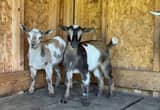 Nigerian Dwarf Goat Buckling -Best Offer