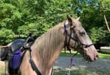 Lovely Tennessee Walker Mare
