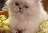 CFA Purebread Himalayan Persian Kitten