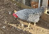 barred rock roosters