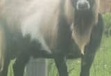 Nigerian Dwarf Goat Herd