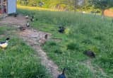 young Muscovy ducks