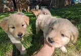 goldendoodle/ Chow Chow puppies