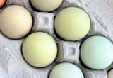 easter egger, olive egger chicks eggs