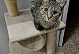 Female Grey Tabby Cat