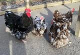 Mottled English Orpington Chicks