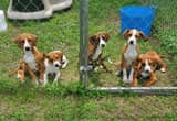 4 Beautiful Coon Hound Puppies
