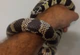California kingsnake with cage