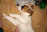 female Jack Russell mix puppy