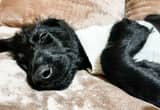 Black Wavy Boy Stnd Labradoodle Pup