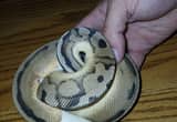 nice ball pythons cheap