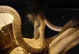 meruake scrub python female and more