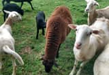 Hair Ewe with two lambs